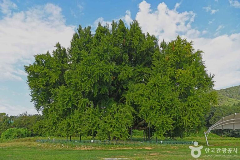 [강원] 원주 반계리 은행나무