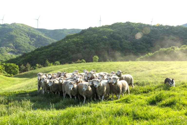 [강원] 삼양라운드힐