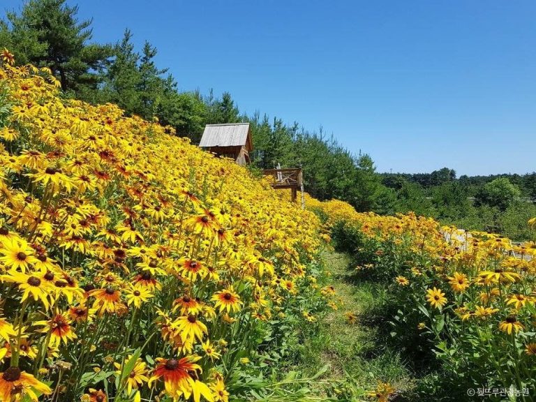 [강원] 뒷뜨루관광농원