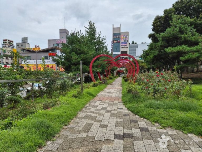 [강원] 장미공원