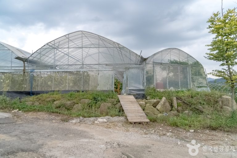 [강원] 늘푸른체험농원