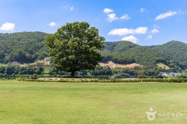 [강원] 거례리사랑나무