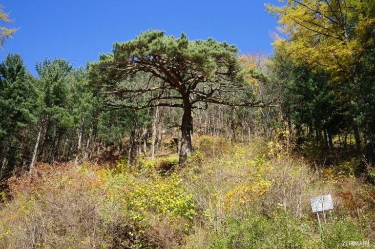 [강원] 사내골소나무