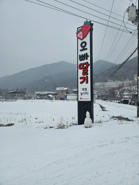 [강원] 오빠딸기
