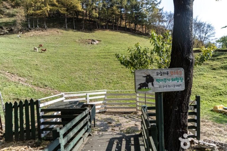 [강원] 하늘마루염소목장