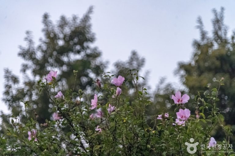 [강원] 강릉 방동리 무궁화