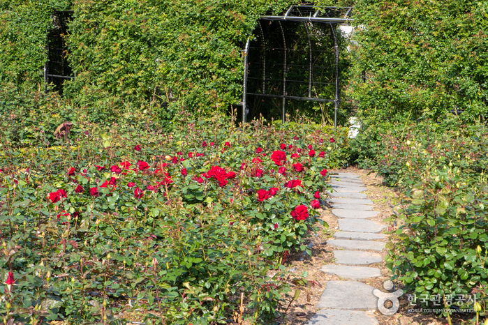 [강원] 삼척장미공원
