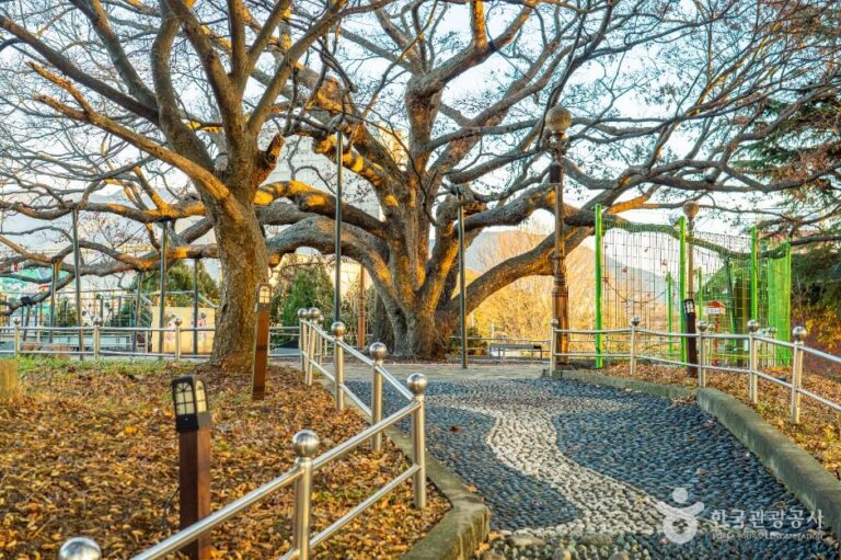 [대구] 현풍 500년 느티나무 테마공원