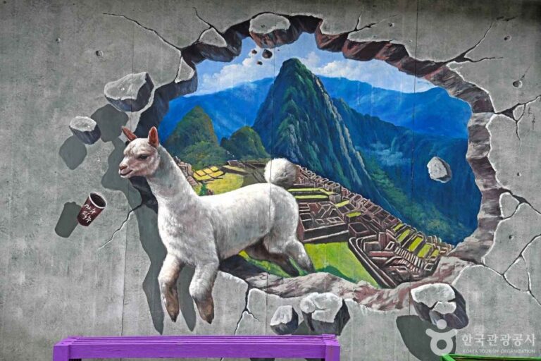 [강원] 알파카 체험카페 마추픽추