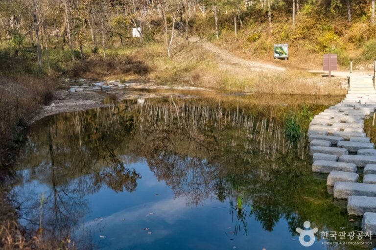 [강원] 원주섬강자작나무숲둘레길