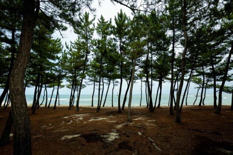 [강원] 순포해변