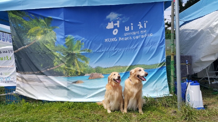 [강원] 애견전용해수욕장 멍비치