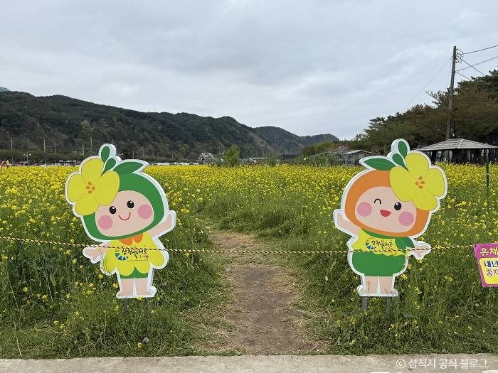 [강원] 삼척 맹방 유채밭