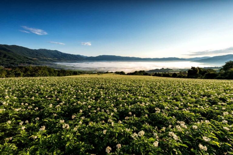 [강원] DMZ펀치볼둘레길