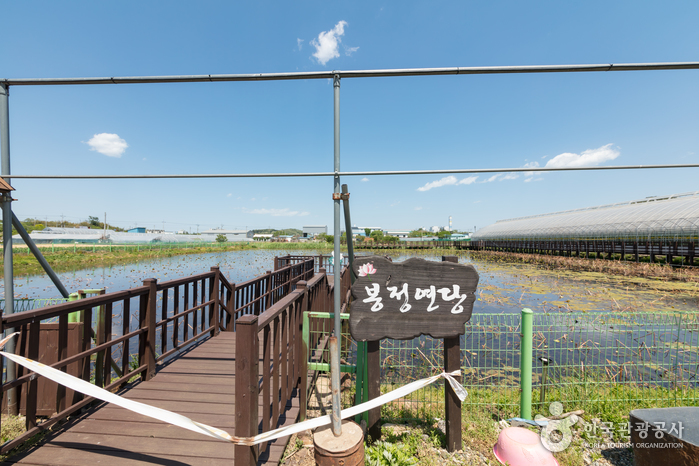 [강원] 봉정연꽃마을