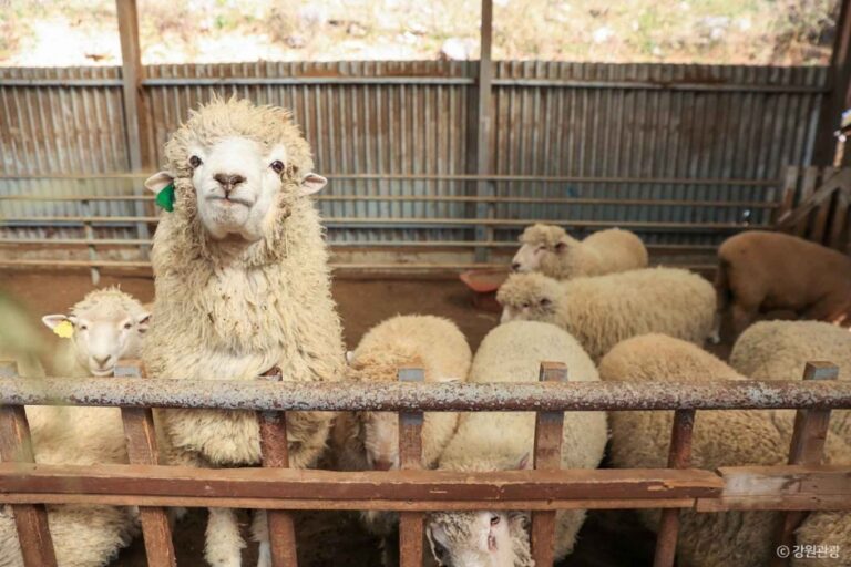 [강원] 정선 양떼목장