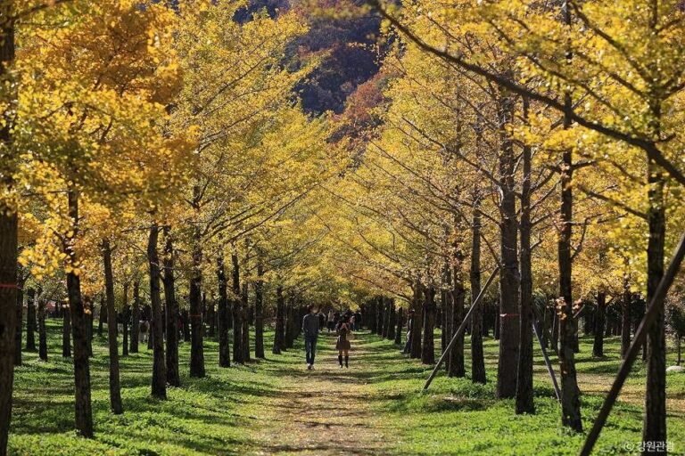 [강원] 홍천 은행나무숲