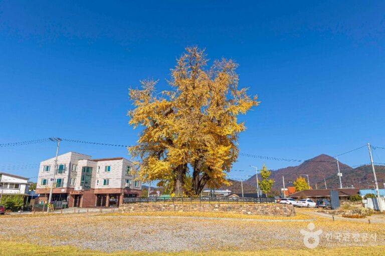 [강원] 영월 하송리 은행나무