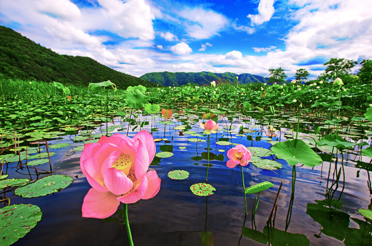 [강원] 서오지리 연꽃단지