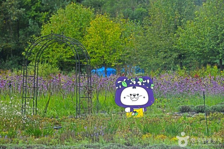 [강원] 평창 라벤다팜