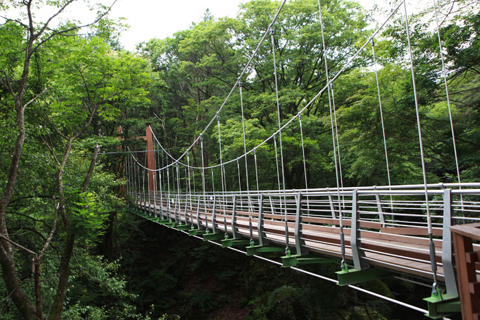 [강원] 치악산 금강송