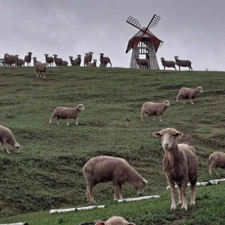 [강원] 의야지 바람마을 하늘체험장