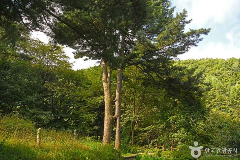 [강원] 잣나무 연리지