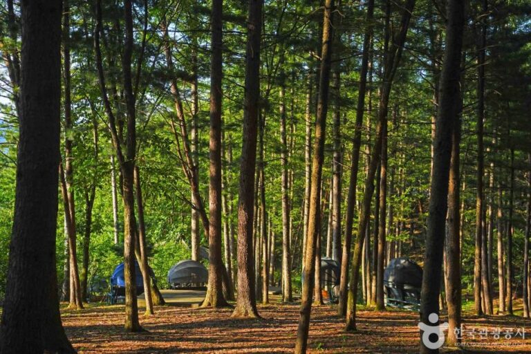 [강원] 봉래산산림욕장