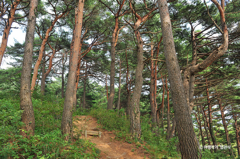 [강원] 화진포소나무숲산림욕장