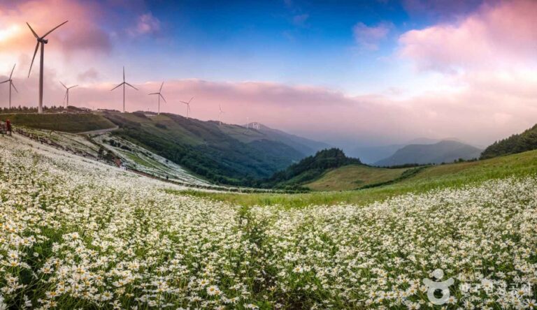 [강원] 평창 육백마지기