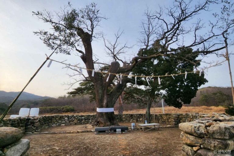 [강원] 삼척 궁촌리 음나무