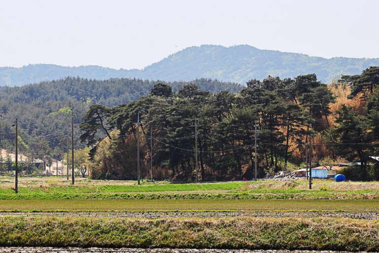 [강원] 포매리 백로와 왜가리 번식지