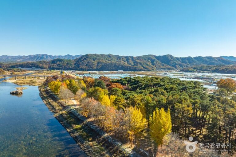 [충북] 송호리송림