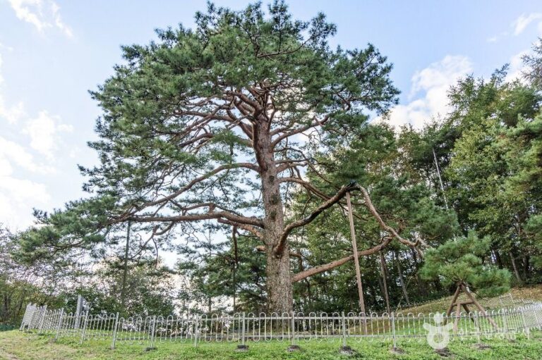 [충북] 괴산 적석리 소나무