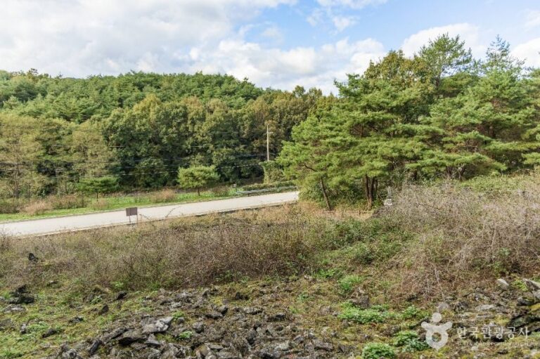 [충북] 괴산 송덕리 미선나무 자생지