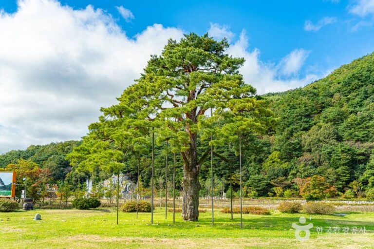 [충북] 보은 속리 정이품송