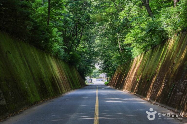 [충북] 이끼터널