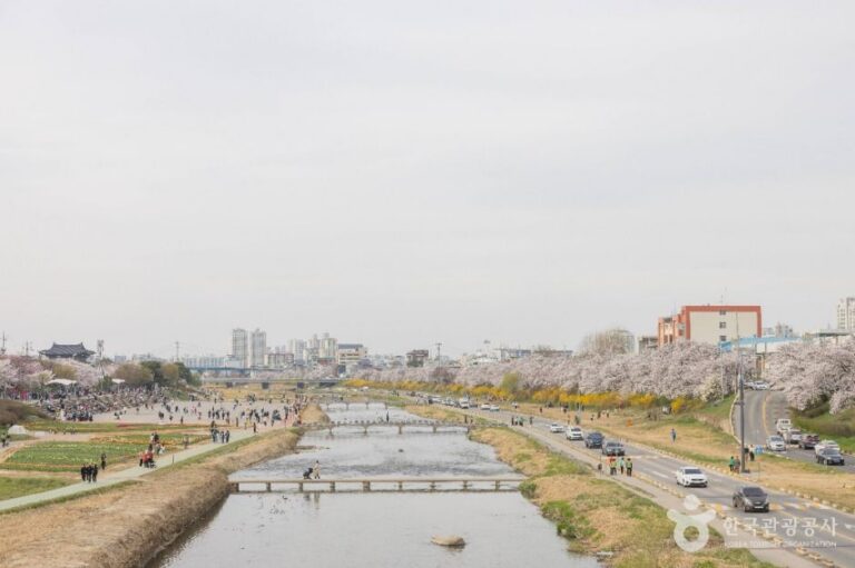 [충북] 무심천 벚꽃 거리