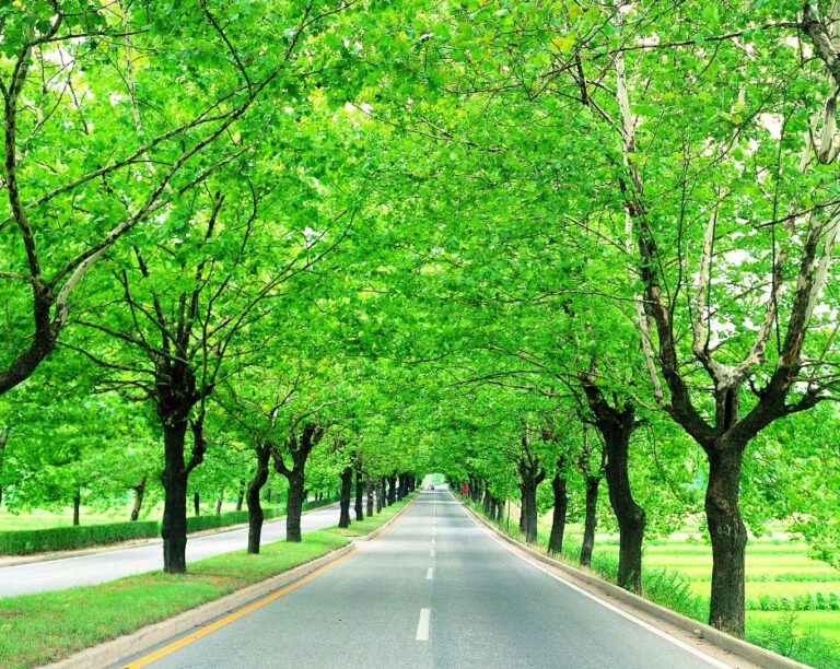 [충북] 청주 가로수길