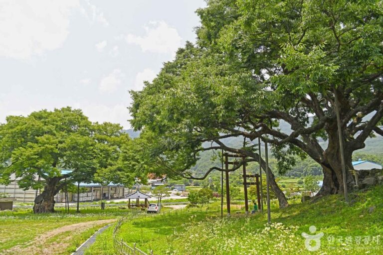 [충북] 괴산 오가리 느티나무