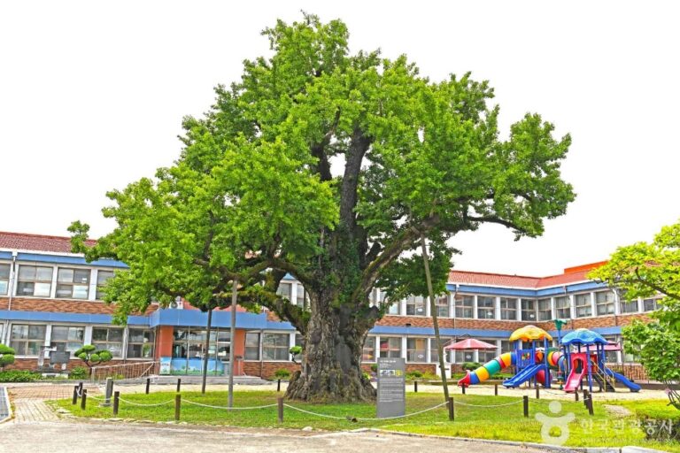 [충북] 괴산 읍내리 은행나무