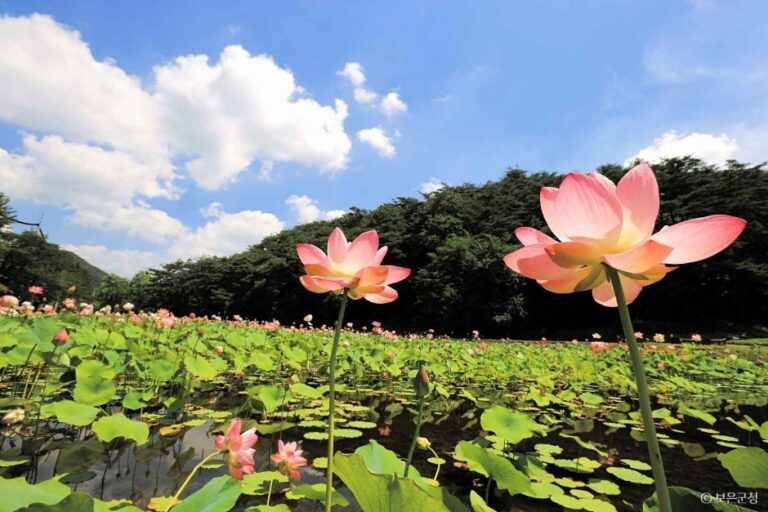 [충북] 속리산연꽃단지