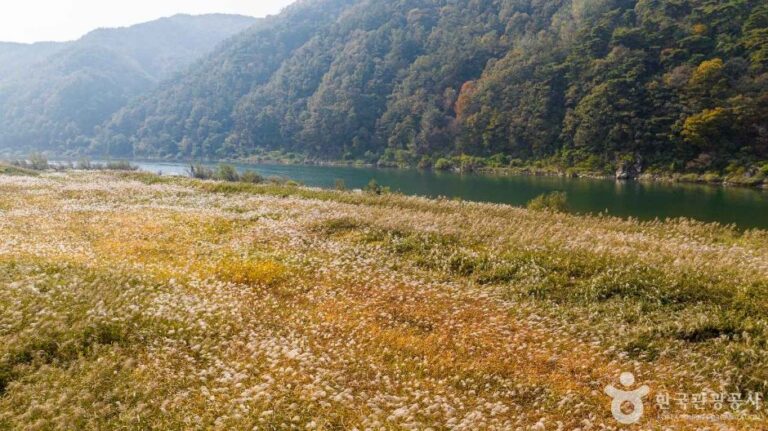 [충북] 고운골 남한강 갈대숲
