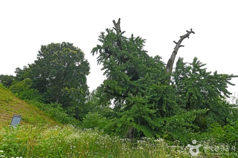 [충북] 진천 노원리 왜가리 번식지