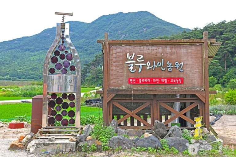 [충북] 영동블루와인농원