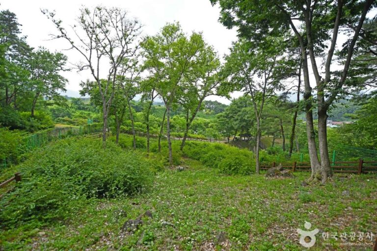 [충북] 괴산 율지리 미선나무 자생지