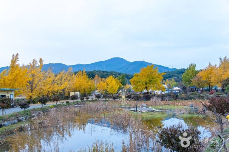 [충남] 청라 은행마을 (보령)