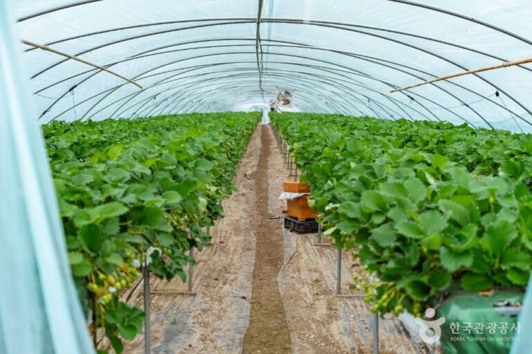 [충남] 도정딸기마을