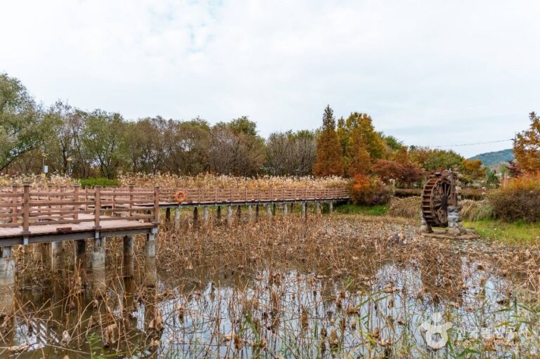 [충남] 탑정호 수변생태공원