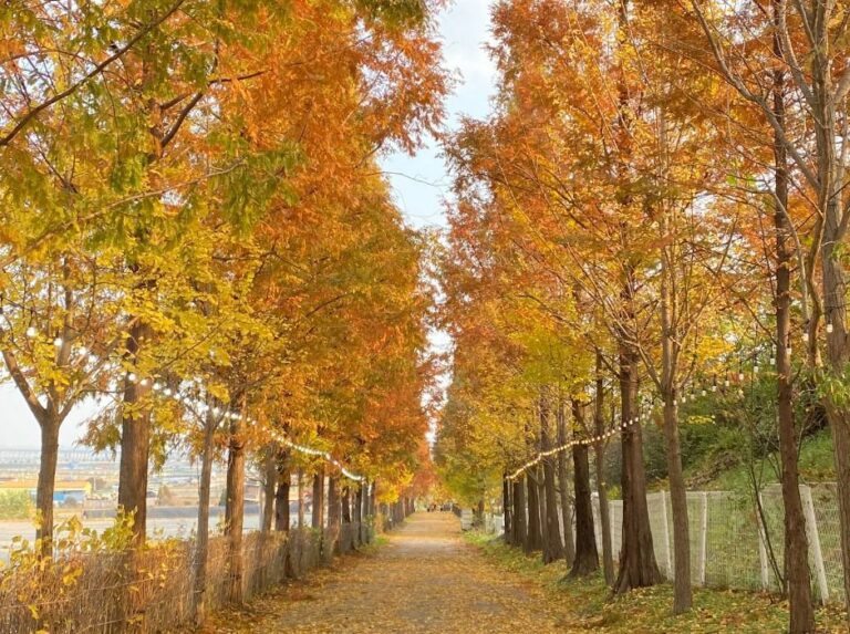 [충남] 피나클랜드 수목원